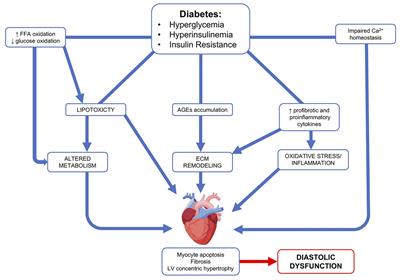 Frontiers | Diabetic Cardiomyopathy: Current and Future Therapies